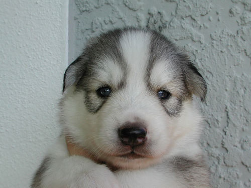 Cute Husky Dog Pictures