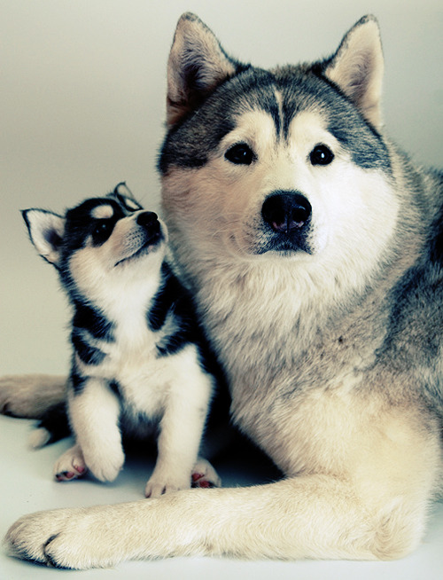 Cute Husky Dog Pictures