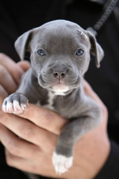 Cute Red Staffy Puppies