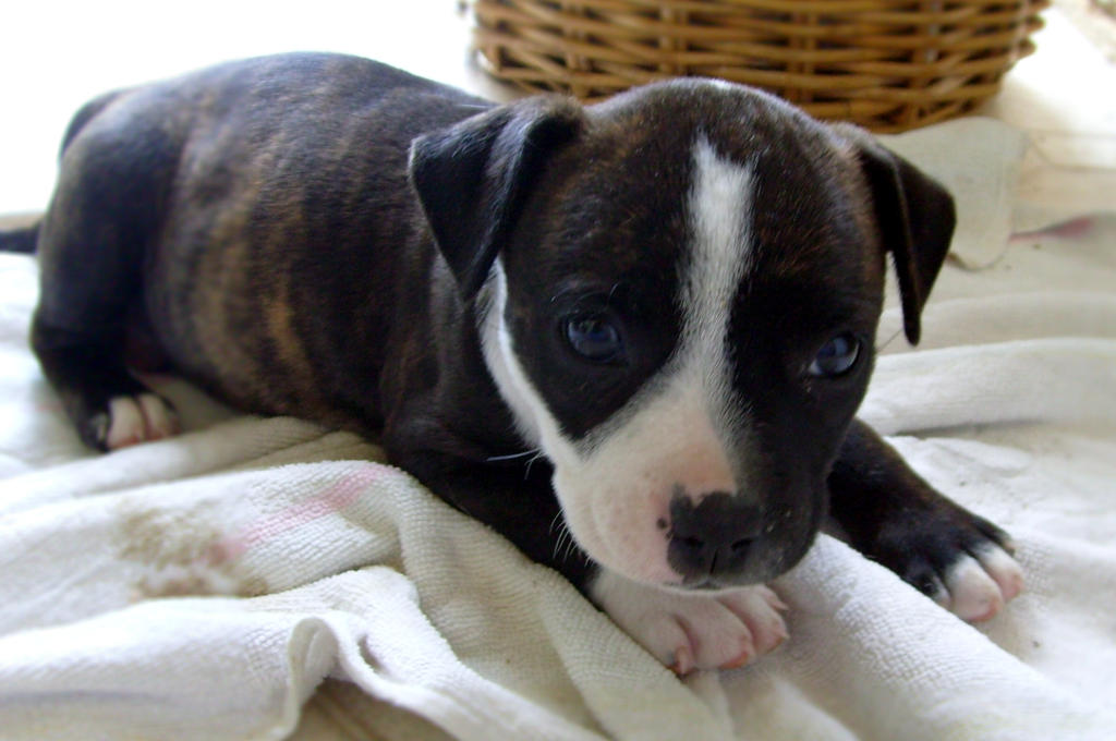 Cute Red Staffy Puppies