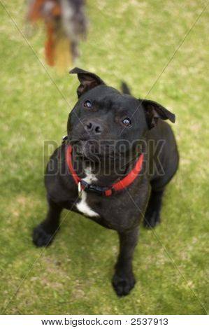 Cute Red Staffy Puppies