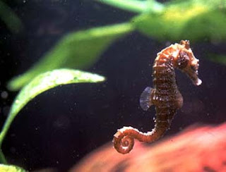 Cute Seahorse Pictures