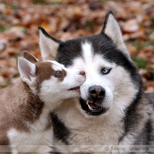 Cute Siberian Husky Wallpaper