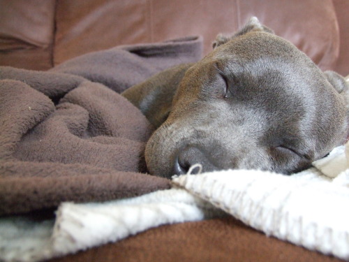 Cute Staffies Puppies