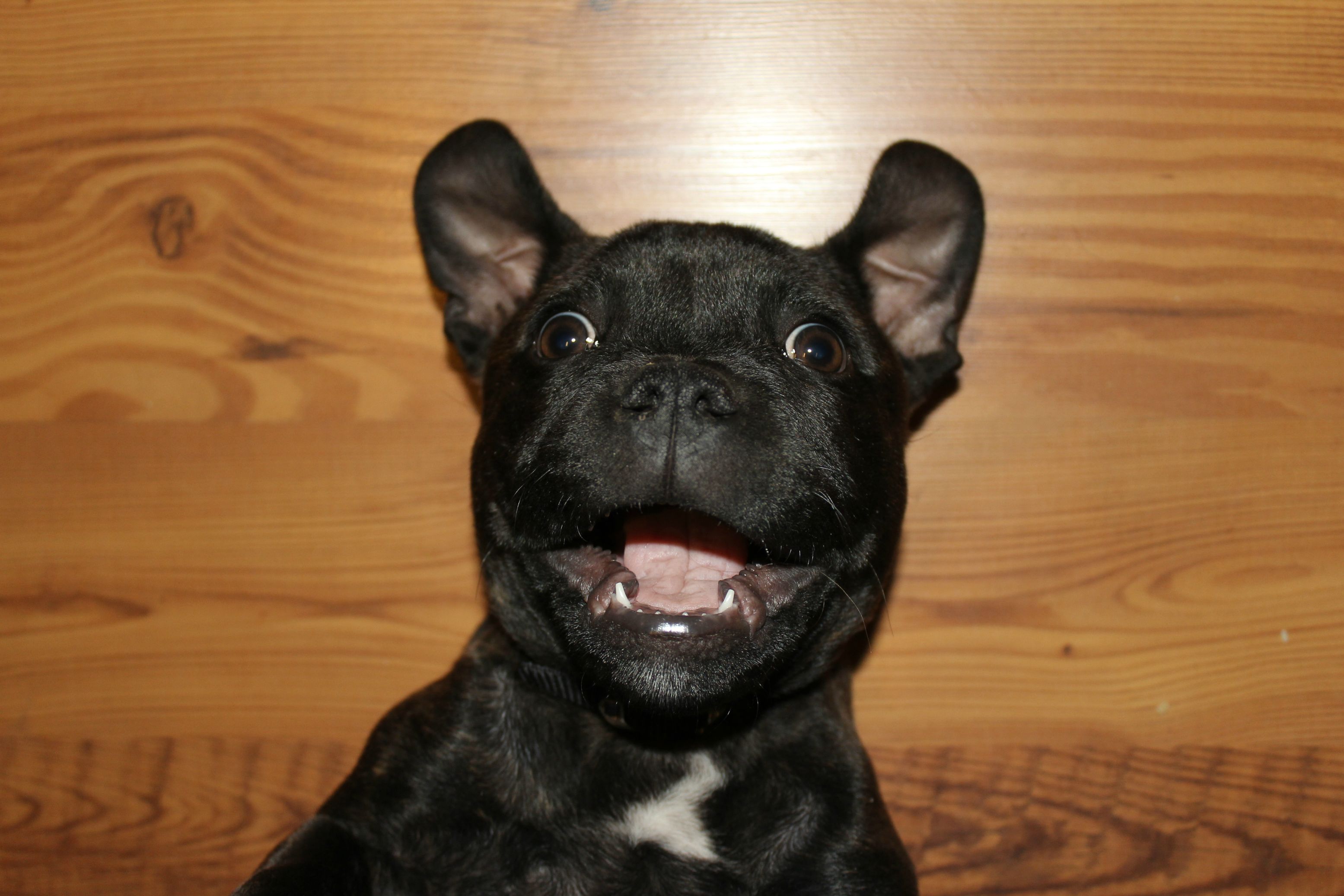 Cute Staffies Puppies