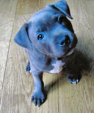 Cute Staffies Puppies