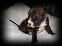 Cute Staffies Puppies