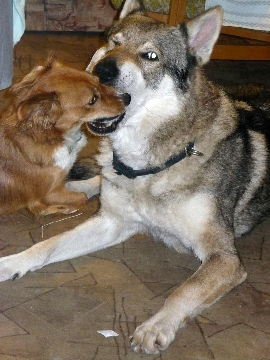 Czech Wolfdog