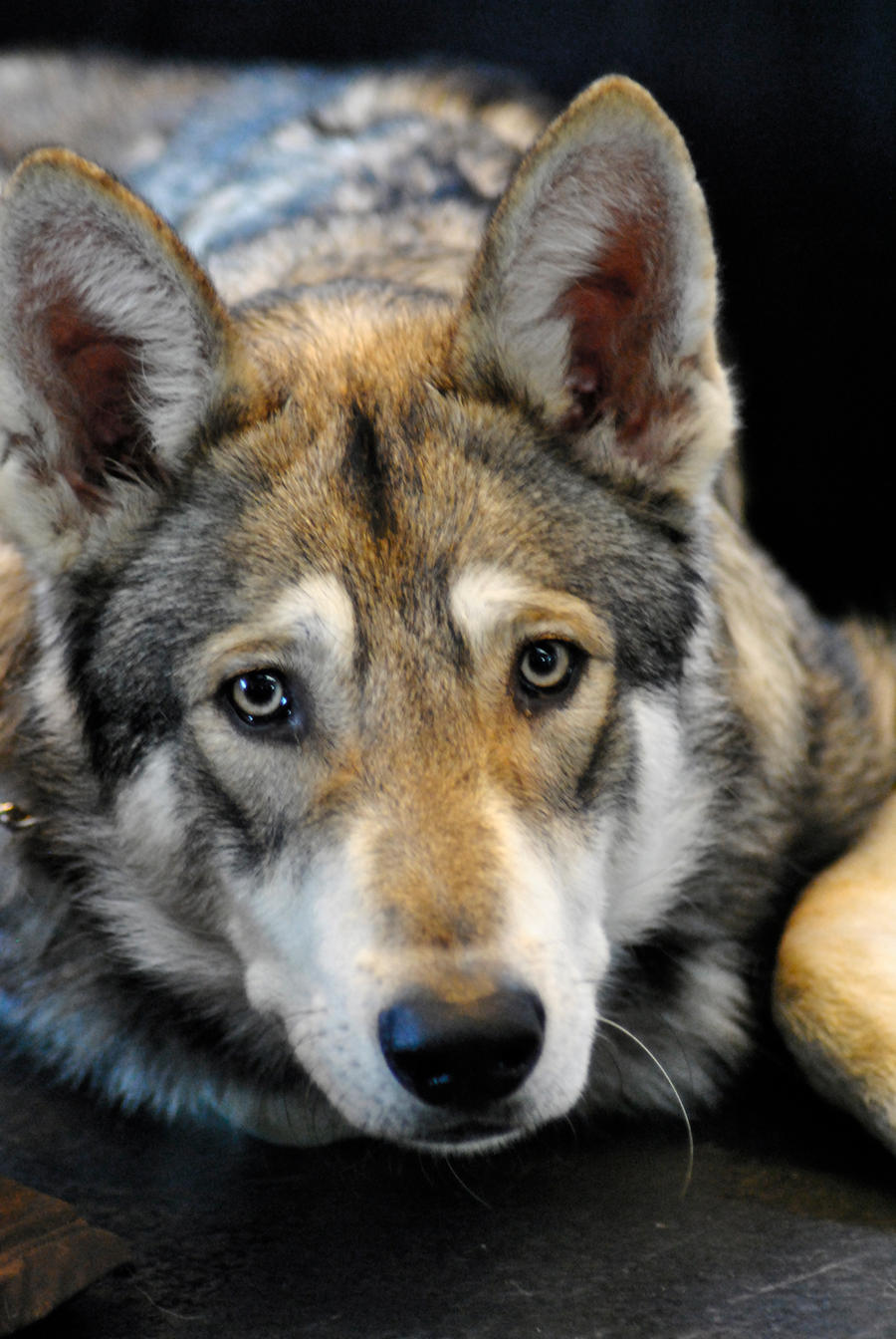 Czech Wolfdog