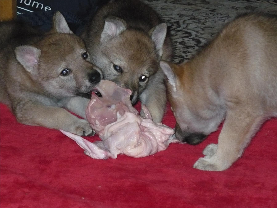 Czech Wolfdog