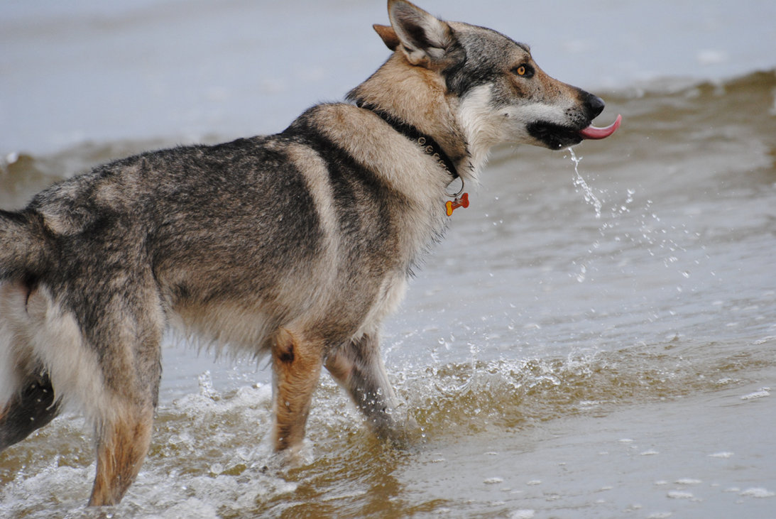 Czech Wolfdog