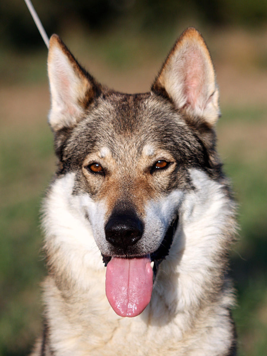 Czech Wolfdog