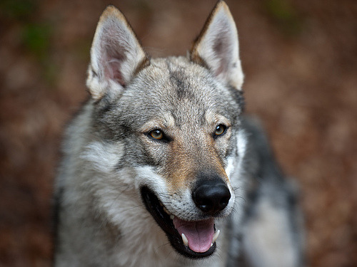 Czech Wolfdog