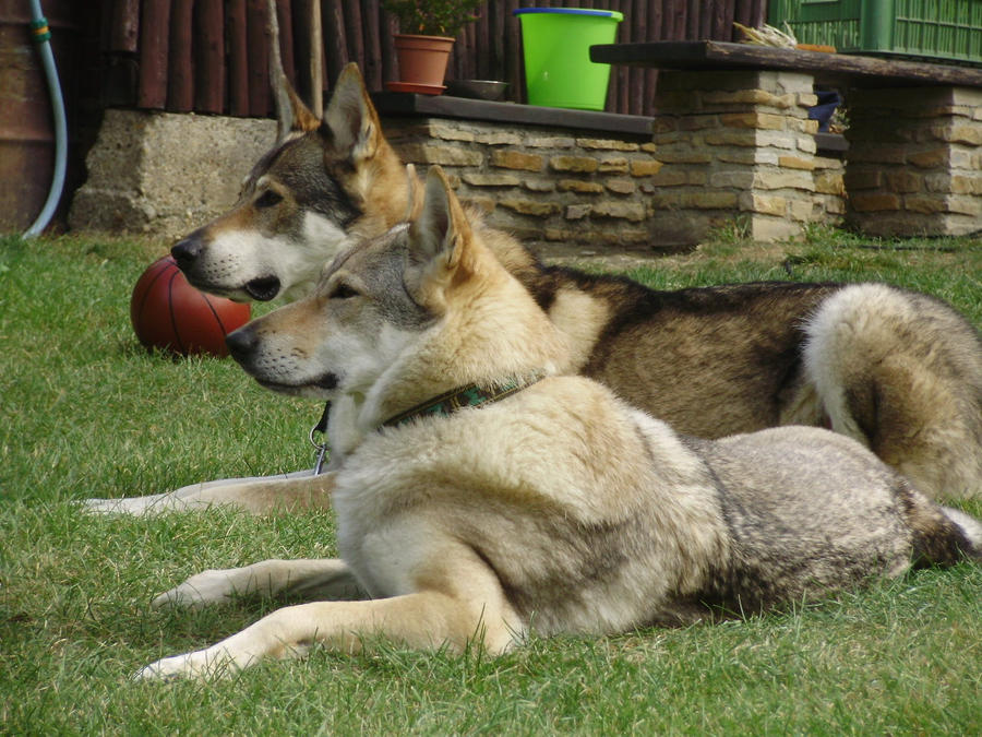 Czech Wolfdog