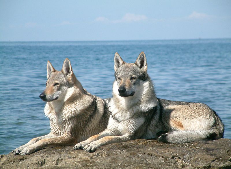 Czechoslovakian Shepherd