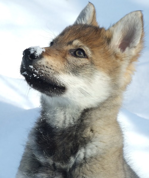 Czechoslovakian Vlcak Dog