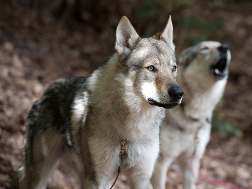 Czechoslovakian Vlcak Dog