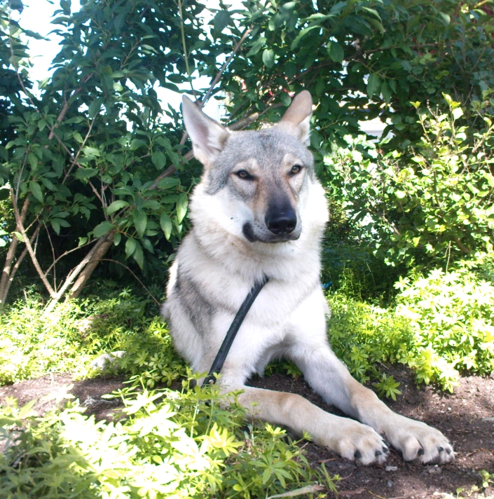 Czechoslovakian Vlcak Dog