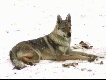 Czechoslovakian Vlcak Puppies