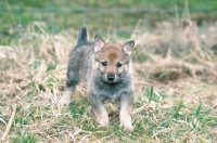 Czechoslovakian Vlcak Puppies