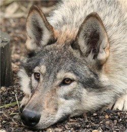 Czechoslovakian Vlcak Puppies