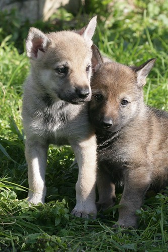 Czechoslovakian Vlcak Puppies