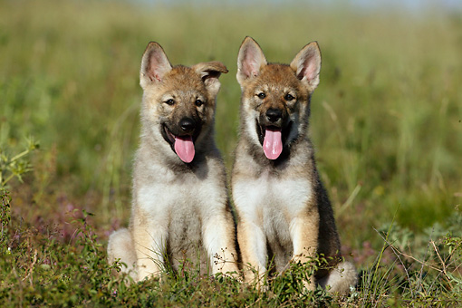 Czechoslovakian Vlcak Puppies