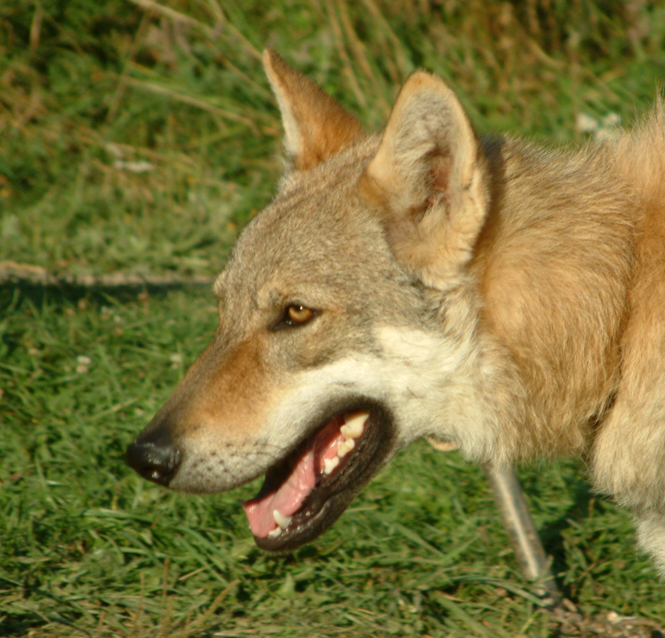 Czechoslovakian Wolfdog