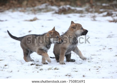 Czechoslovakian Wolfdog