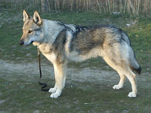 Czechoslovakian Wolfdog