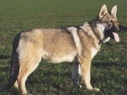 Czechoslovakian Wolfdog