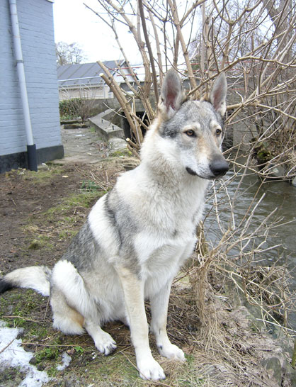 Czechoslovakian Wolfdog