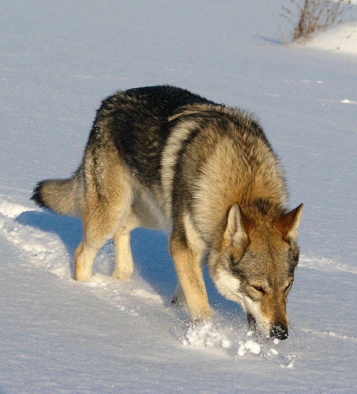 Czechoslovakian Wolfdog