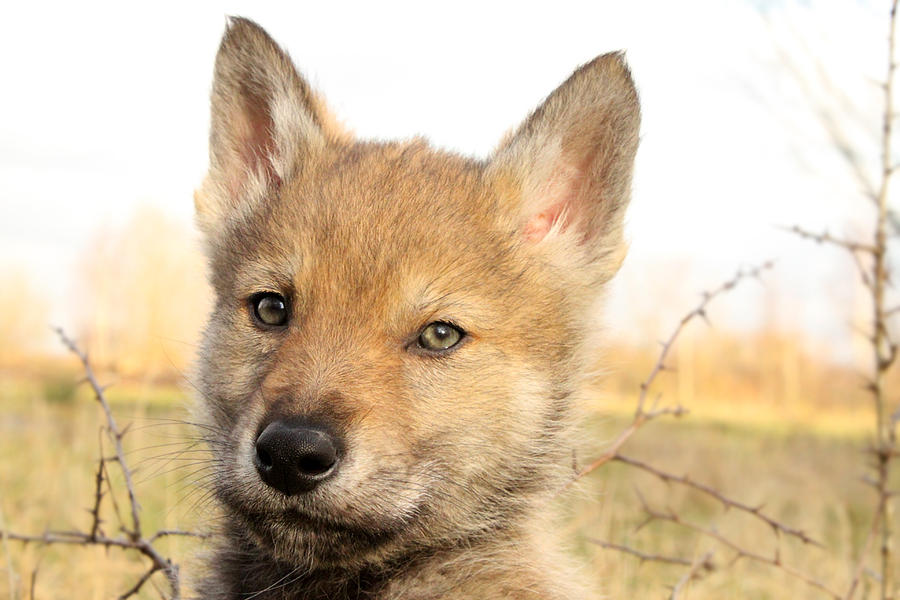 Czechoslovakian Wolfdog Breeders