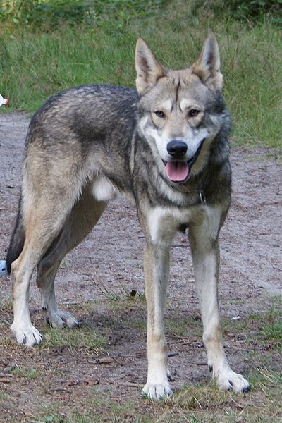 Czechoslovakian Wolfdog Breeders Canada