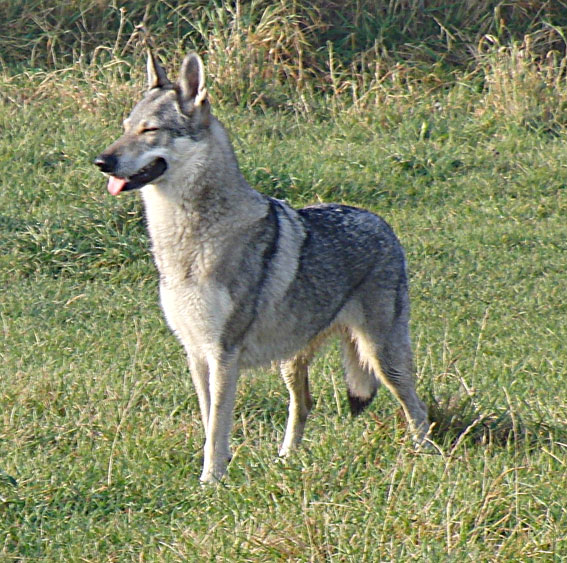 Czechoslovakian Wolfdog Breeders Canada