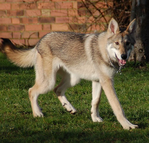 Czechoslovakian Wolfdog Breeders Canada