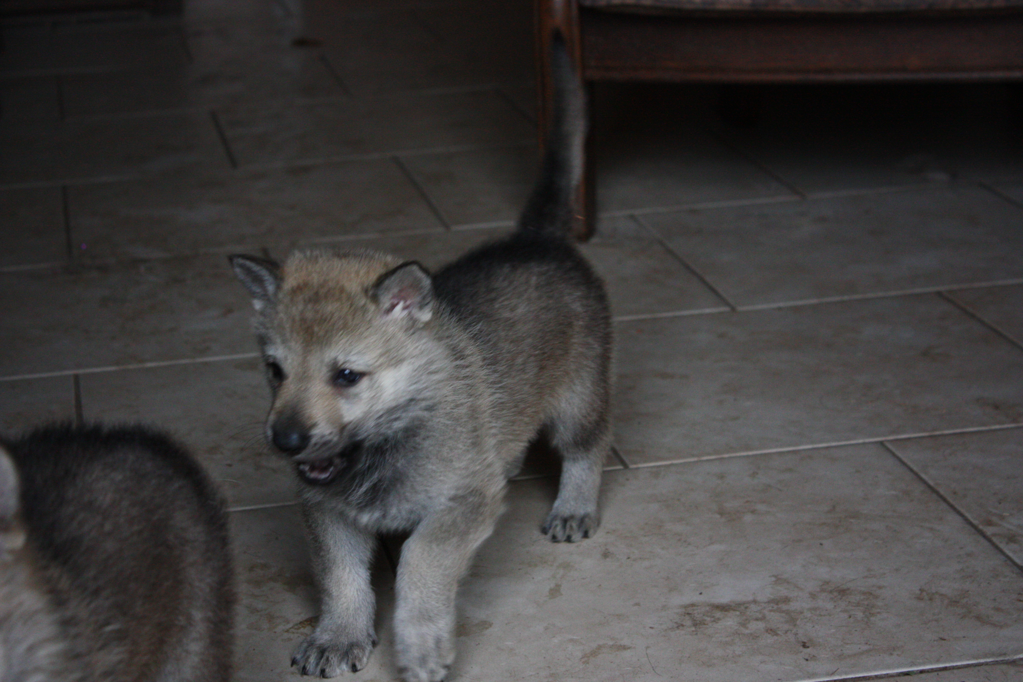 Czechoslovakian Wolfdog Pup