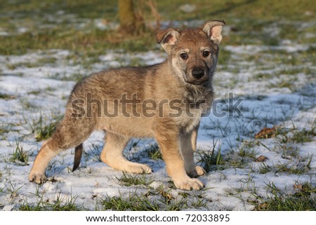 Czechoslovakian Wolfdog Pup