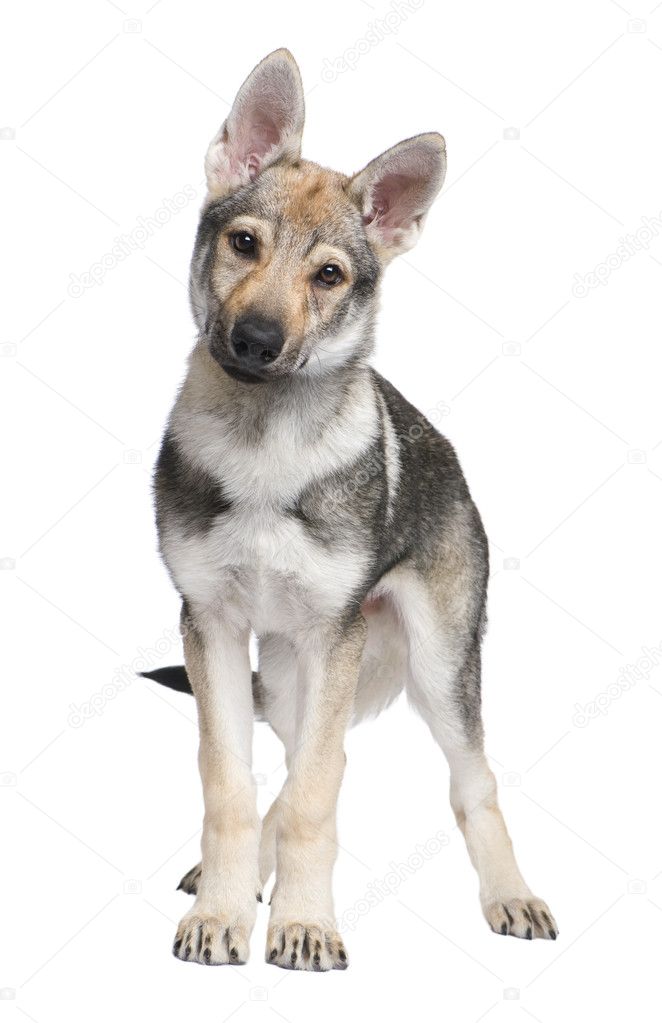 Czechoslovakian Wolfdog Pup