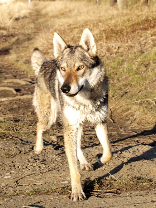 Czechoslovakian Wolfdog Pup