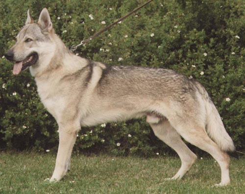 Czechoslovakian Wolfdog Pup