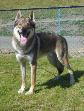 Czechoslovakian Wolfdog Pup