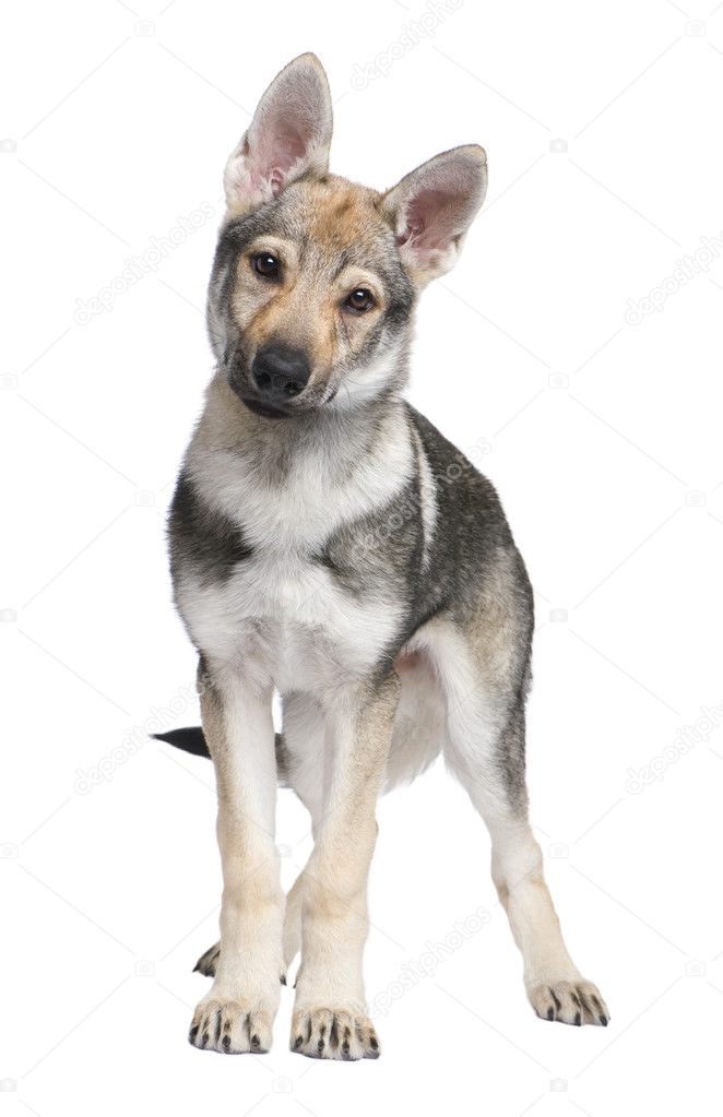 Czechoslovakian Wolfdog Puppies