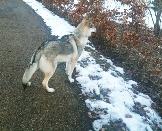 Czechoslovakian Wolfdog Puppies Breeders