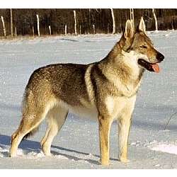 Czechoslovakian Wolfdog Puppies Breeders