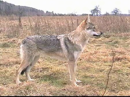 Czechoslovakian Wolfdog Puppies For Sale