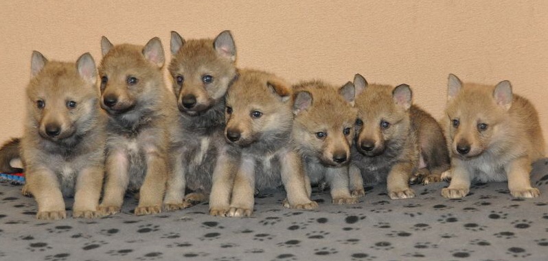 Czechoslovakian Wolfdog Puppies For Sale