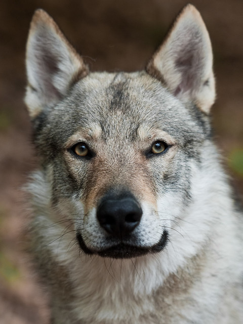 Czechoslovakian Wolfdog Uk