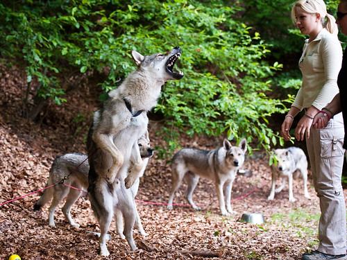 Czechoslovakian Wolfdog Uk